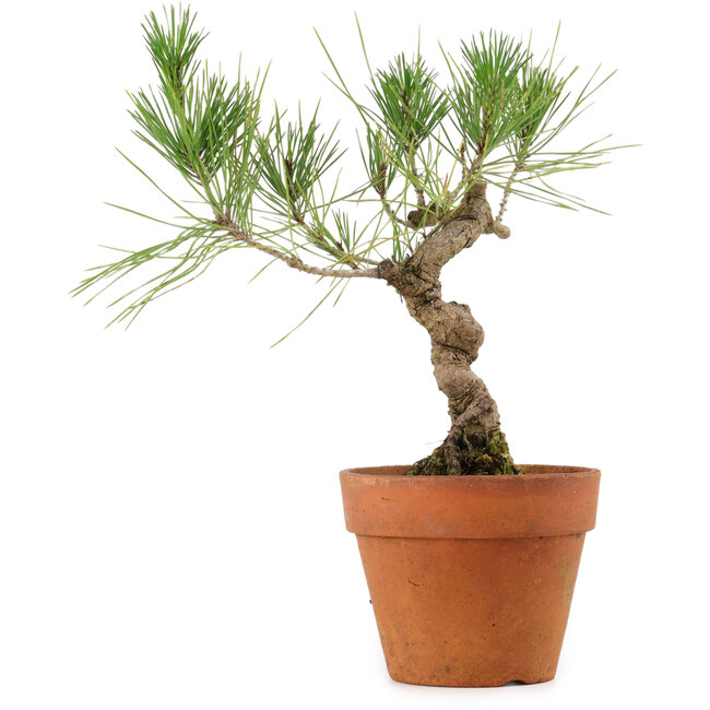 Pinus thunbergii, 23 cm, ± 15 Jahre alt