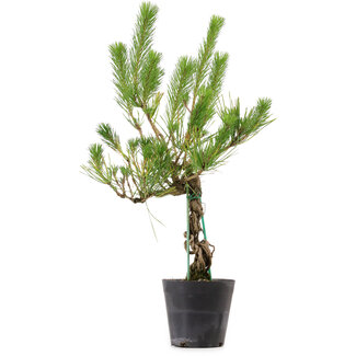 Pinus thunbergii, 55 cm, ± 15 anni