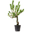 Pinus thunbergii, 55 cm, ± 15 Jahre alt