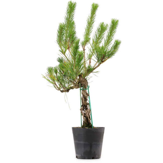 Pinus thunbergii, 55 cm, ± 15 anni