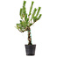 Pinus thunbergii, 55 cm, ± 15 anni
