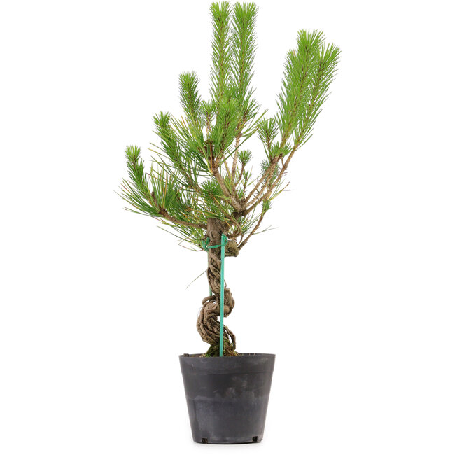 Pinus thunbergii, 55 cm, ± 15 Jahre alt