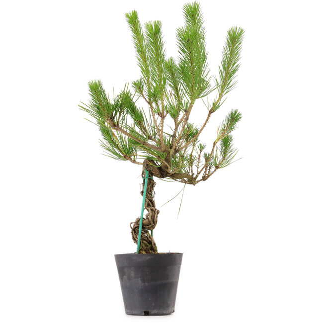 Pinus thunbergii, 55 cm, ± 15 jaar oud