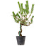 Pinus thunbergii, 55 cm, ± 15 Jahre alt