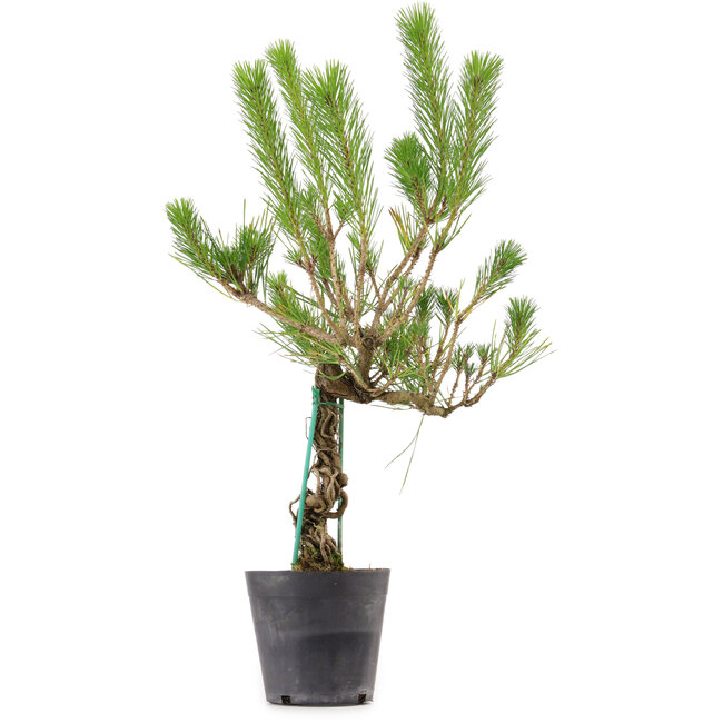 Pinus thunbergii, 55 cm, ± 15 Jahre alt