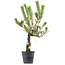 Pinus thunbergii, 55 cm, ± 15 years old