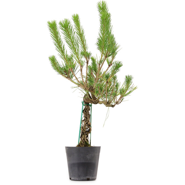 Pinus thunbergii, 55 cm, ± 15 Jahre alt