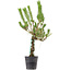 Pinus thunbergii, 55 cm, ± 15 jaar oud
