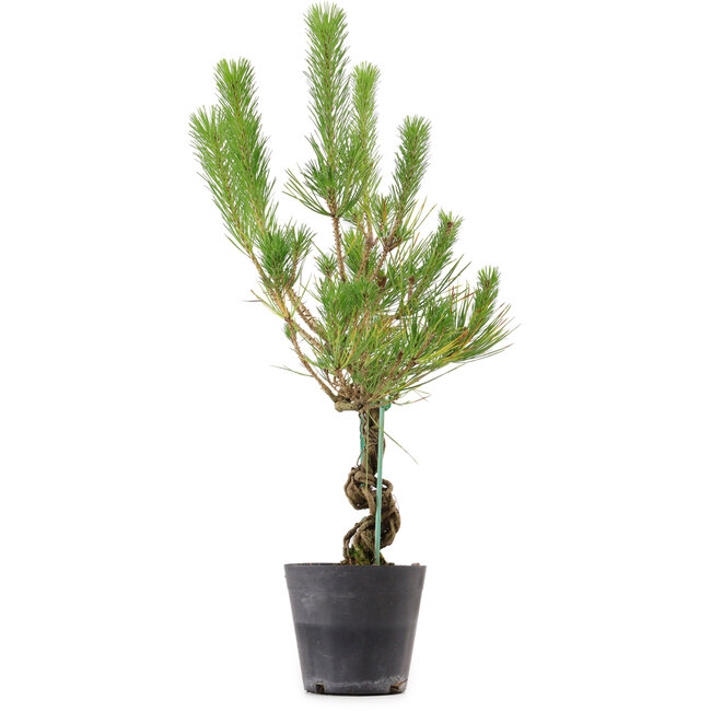 Pinus thunbergii, 55 cm, ± 15 anni