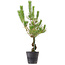 Pinus thunbergii, 55 cm, ± 15 Jahre alt