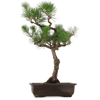 Pinus thunbergii, 64 cm, ± 30 Jahre alt