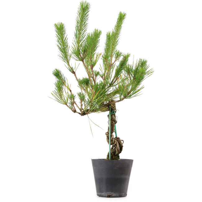 Pinus thunbergii, 55 cm, ± 15 jaar oud
