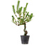 Pinus thunbergii, 55 cm, ± 15 jaar oud