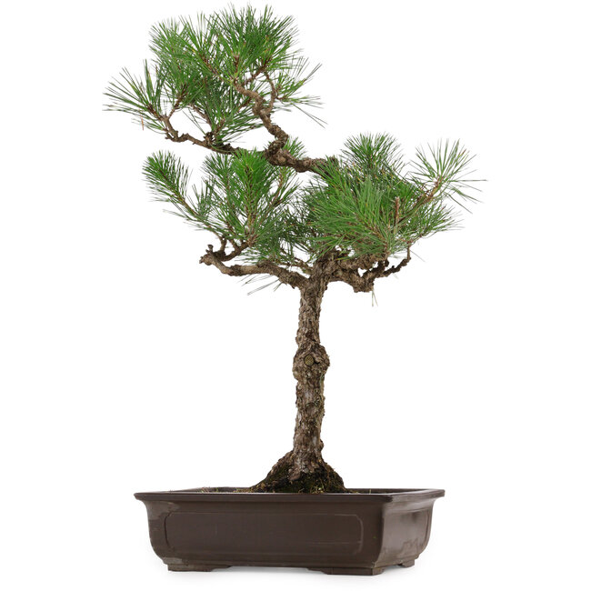 Pinus thunbergii, 64 cm, ca. 30 Jahre alt, mit einem Wurzelhals von 13 cm