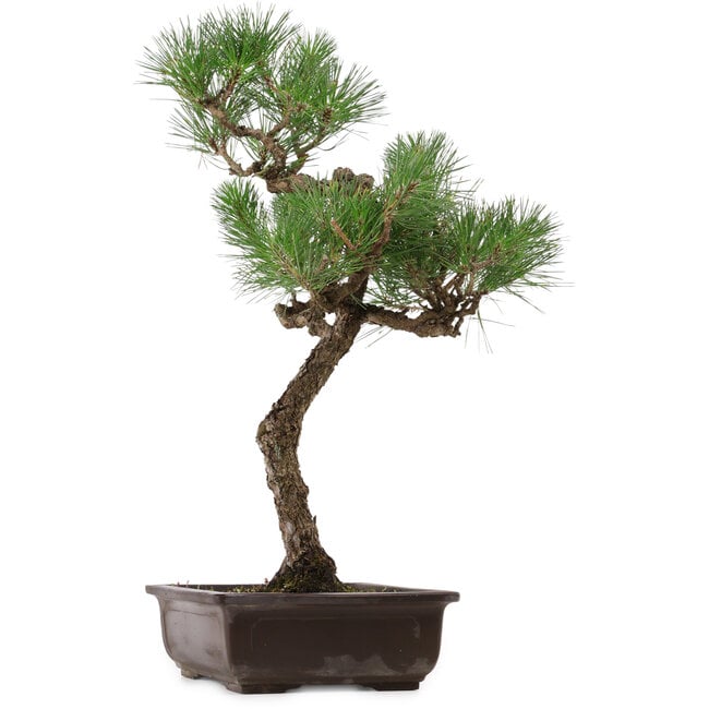 Pinus thunbergii, 64 cm, ± 30 años, con un nebari de 13 cm.