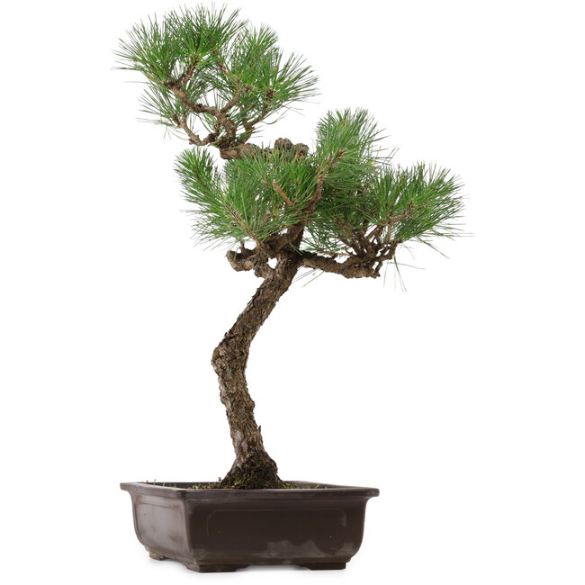 Pinus thunbergii, 64 cm, ca. 30 Jahre alt, mit einem Wurzelhals von 13 cm