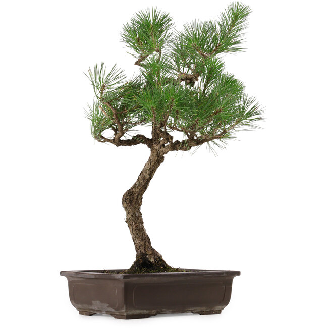 Pinus thunbergii, 64 cm, ± 30 anni, con nebari di 13 cm