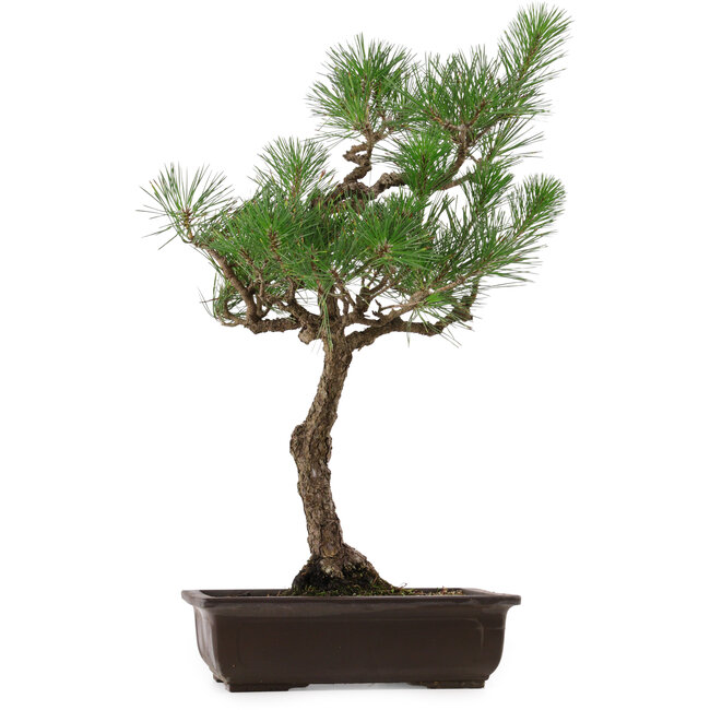 Pinus thunbergii, 64 cm, ± 30 ans, avec un nebari de 13 cm