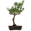 Pinus thunbergii, 64 cm, ± 30 años, con un nebari de 13 cm.