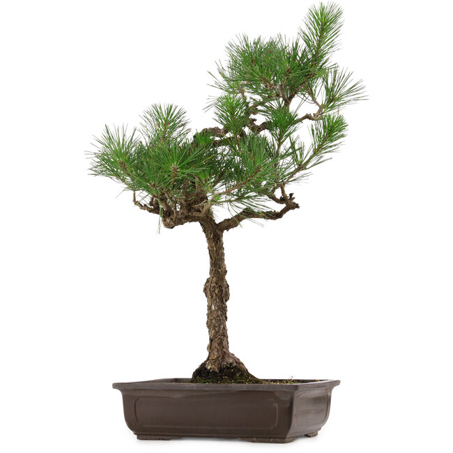 Pinus thunbergii, 64 cm, ± 30 anni, con nebari di 13 cm