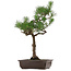 Pinus thunbergii, 64 cm, ± 30 years old, with a nebari of 13 cm
