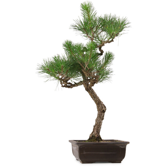 Pinus thunbergii, 64 cm, ca. 30 Jahre alt, mit einem Wurzelhals von 13 cm