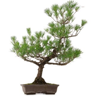 Pinus thunbergii, 82 cm, ± 30 anni