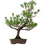 Pinus thunbergii, 82 cm, ± 30 years old, with a nebari of 14 cm