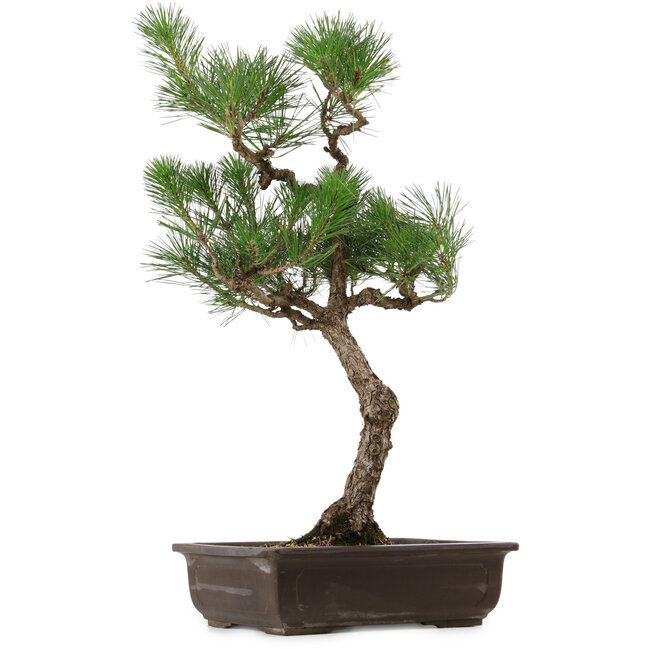 Pinus thunbergii, 64 cm, ± 30 ans, avec un nebari de 13 cm