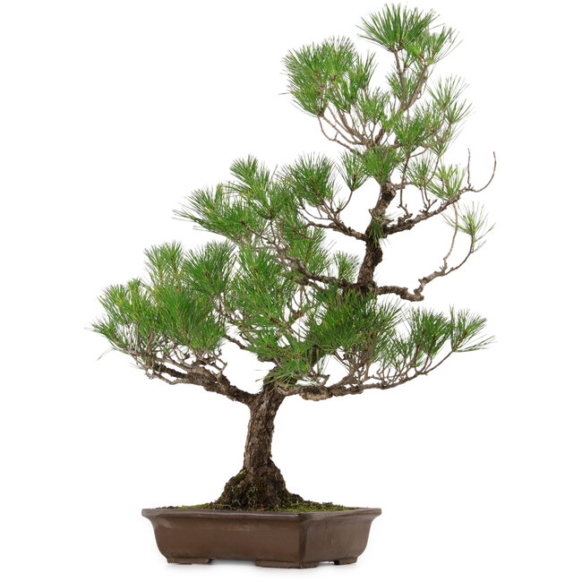 Pinus thunbergii, 82 cm, ca. 30 Jahre alt, mit einem Wurzelhals von 14 cm
