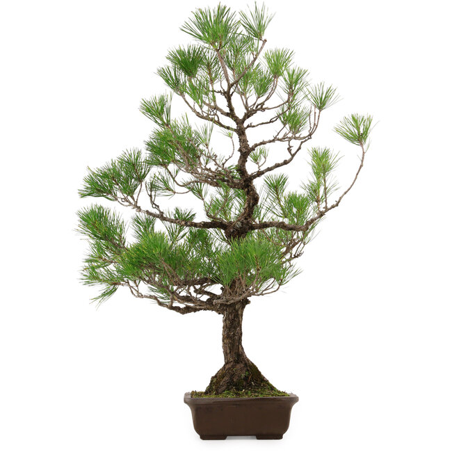 Pinus thunbergii, 82 cm, ca. 30 Jahre alt, mit einem Wurzelhals von 14 cm