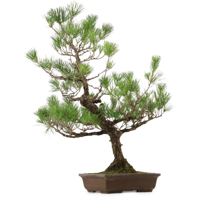 Pinus thunbergii, 82 cm, ca. 30 Jahre alt, mit einem Wurzelhals von 14 cm