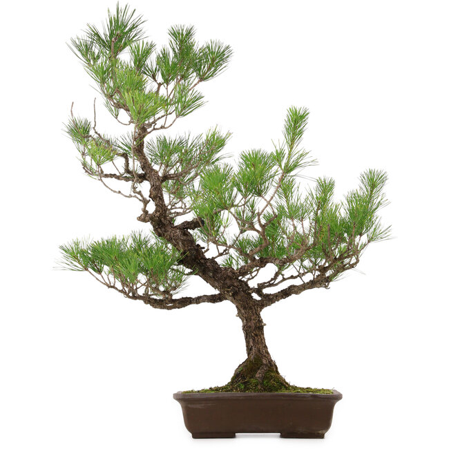 Pinus thunbergii, 82 cm, ca. 30 Jahre alt, mit einem Wurzelhals von 14 cm