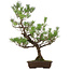 Pinus thunbergii, 82 cm, ± 30 jaar oud, met een nebari van 14 cm.