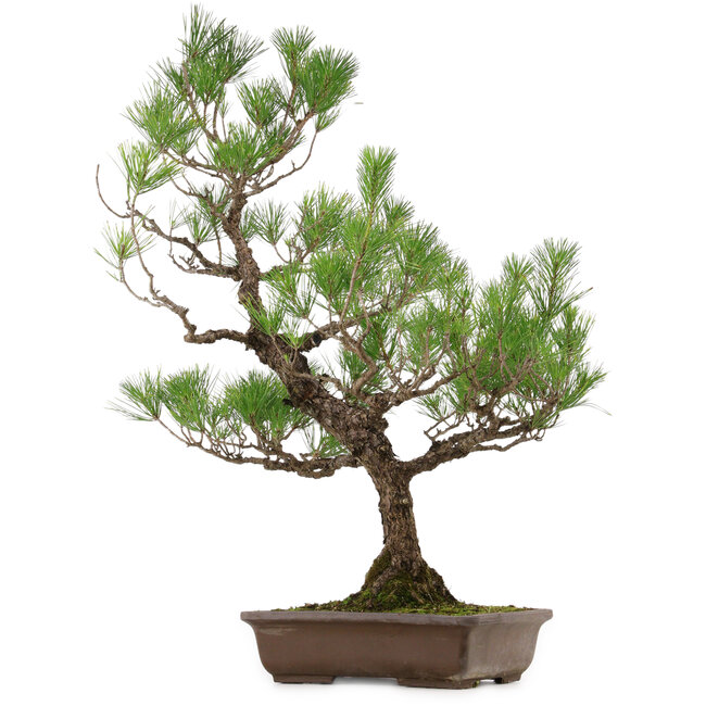 Pinus thunbergii, 82 cm, ± 30 years old, with a nebari of 14 cm