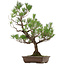 Pinus thunbergii, 82 cm, ± 30 años, con un nebari de 14 cm.