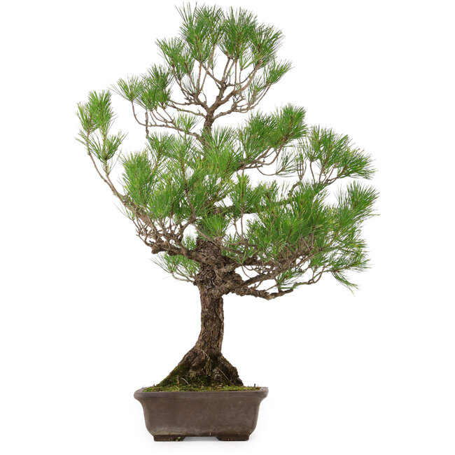 Pinus thunbergii, 82 cm, ± 30 years old, with a nebari of 14 cm