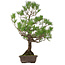 Pinus thunbergii, 82 cm, ± 30 anni, con nebari di 14 cm