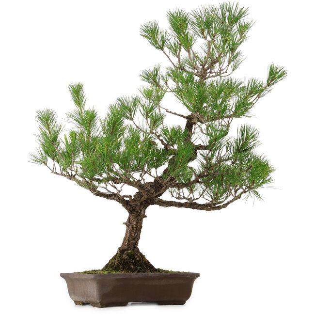 Pinus thunbergii, 82 cm, ± 30 años, con un nebari de 14 cm.