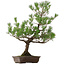 Pinus thunbergii, 82 cm, ± 30 years old, with a nebari of 14 cm
