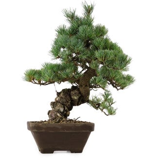 Pinus parviflora, 49 cm, ± 35 jaar oud