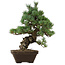 Pinus parviflora, 49 cm, ± 35 Jahre alt, mit einem Wurzelansatz von 10 cm