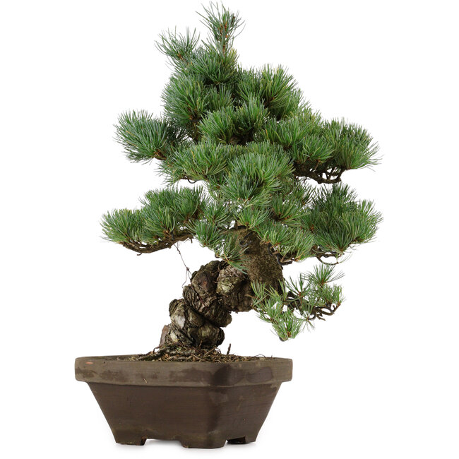 Pinus parviflora, 49 cm, ± 35 anni, con nebari di 10 cm