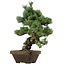Pinus parviflora, 49 cm, ± 35 años de edad, con un nebari de 10 cm