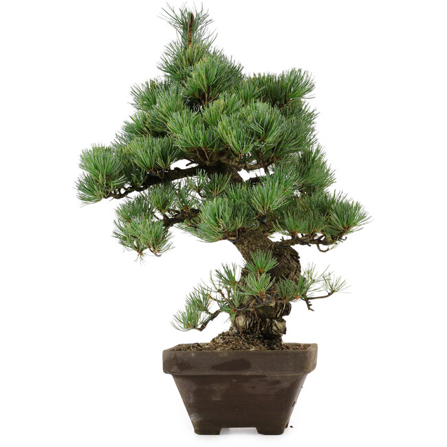 Pinus parviflora, 49 cm, ± 35 years old, with a nebari of 10 cm