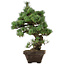 Pinus parviflora, 49 cm, ± 35 anni, con nebari di 10 cm