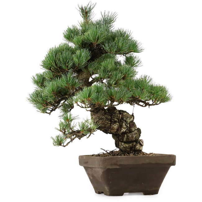 Pinus parviflora, 49 cm, ± 35 anni, con nebari di 10 cm