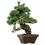 Pinus parviflora, 49 cm, ± 35 years old, with a nebari of 10 cm