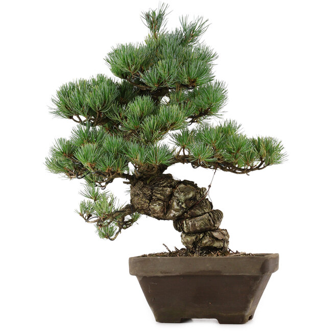 Pinus parviflora, 49 cm, ± 35 Jahre alt, mit einem Wurzelansatz von 10 cm
