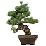Pinus parviflora, 49 cm, ± 35 años de edad, con un nebari de 10 cm